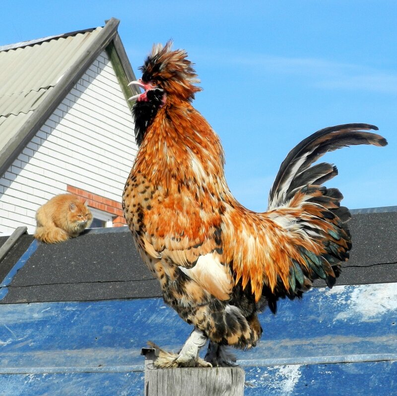 Жили - Были Кот да Петух