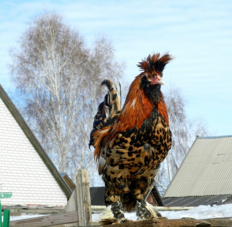 Павловский петух
