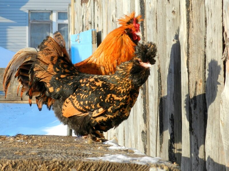 19 февраля 2013