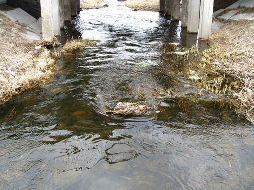 Ржача около моста