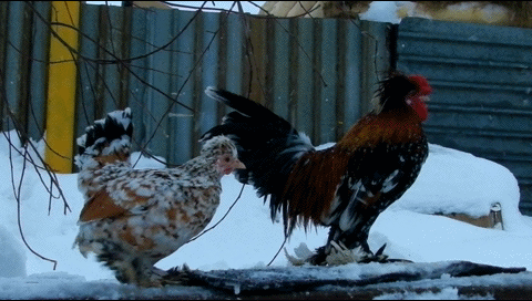 Петушок и Курочка