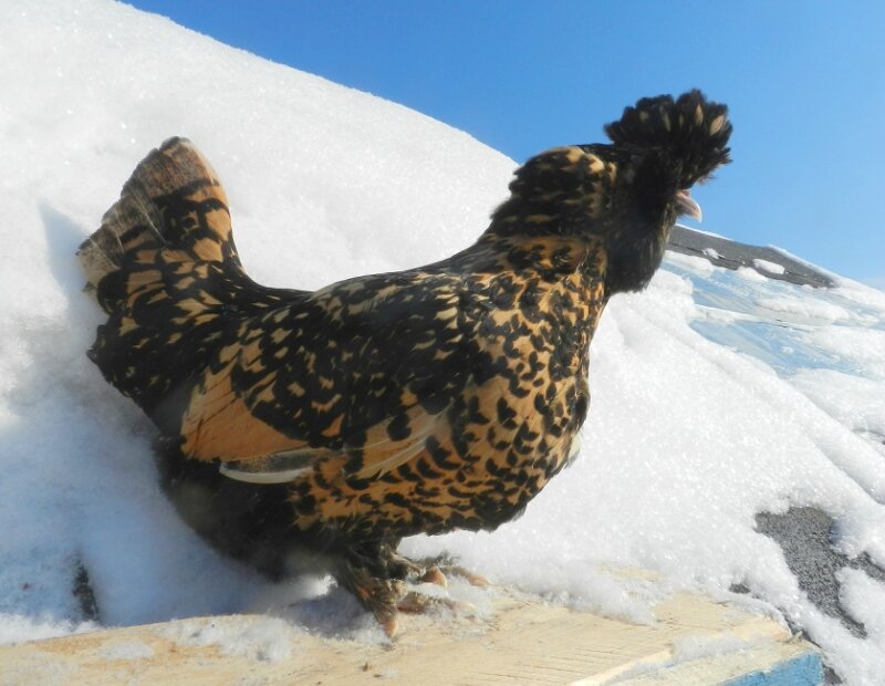 18 февраля 2013