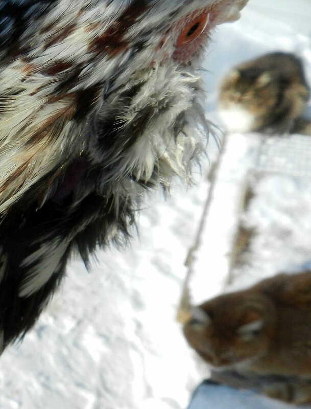 18 февраля 2013