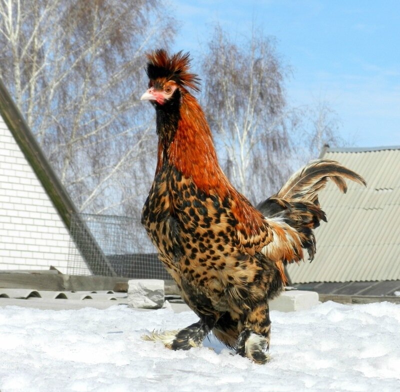 Павловский петух