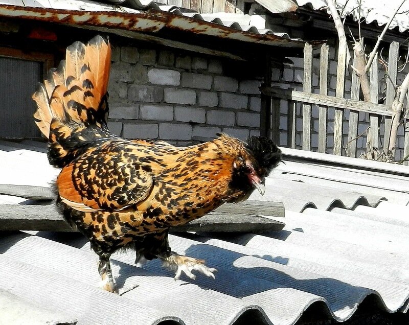 26 апреля 2013. Молодняк 2012