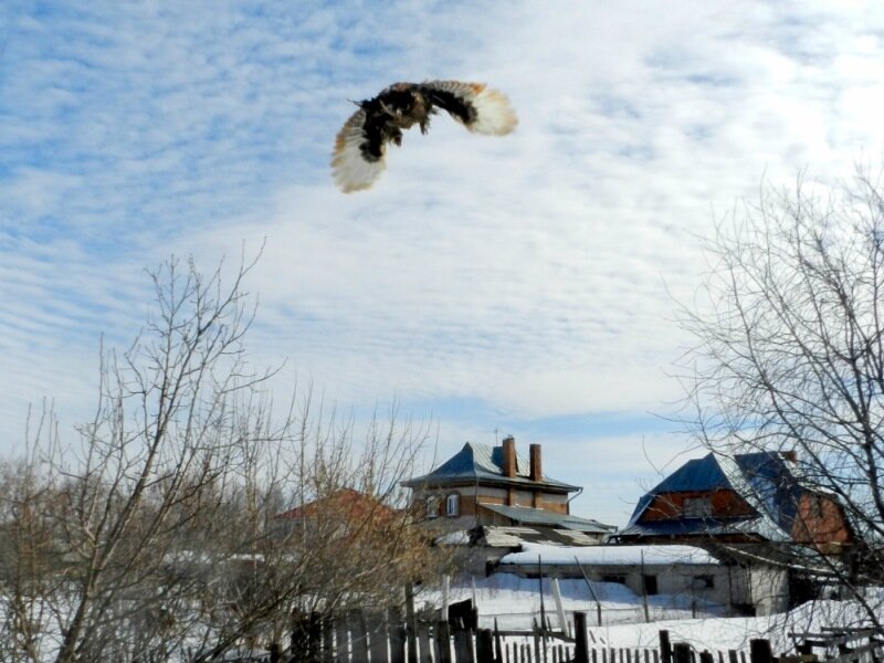 Павловский петух