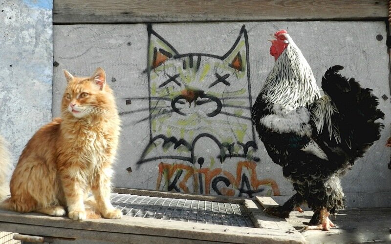 Спой, Петя не стыдись!