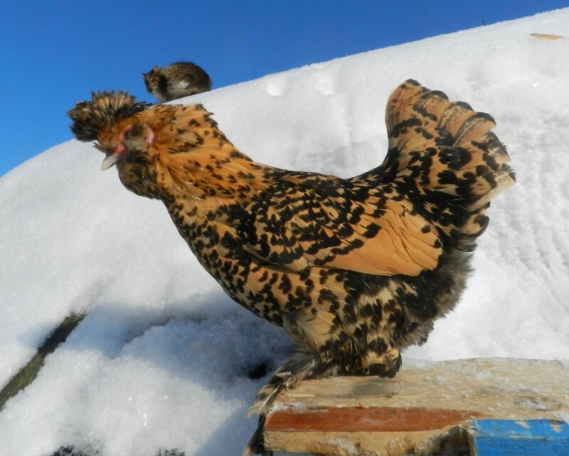 18 февраля 2013