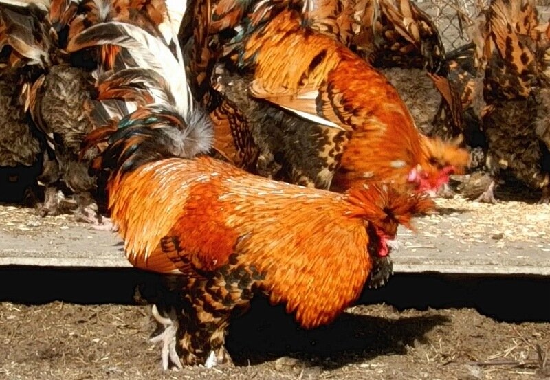 Павловская золотистая