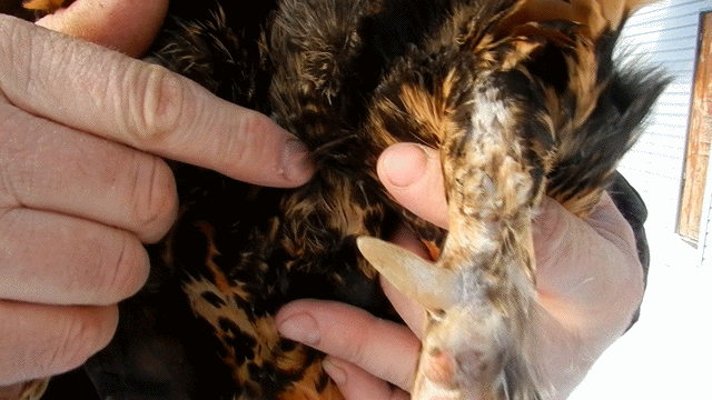 Павловская нога