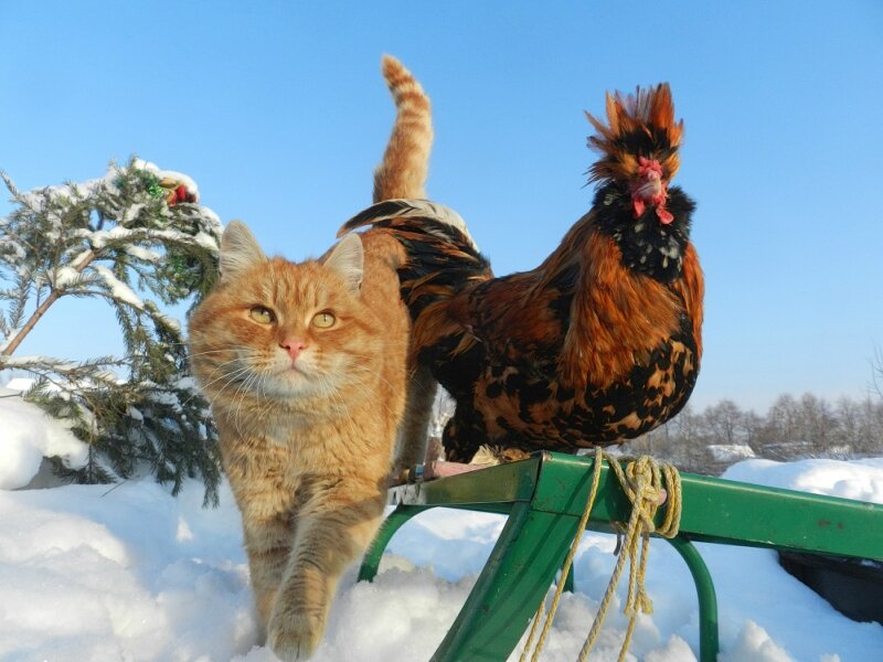 «Жили - Были Кот да Петух» «Жили - Были Кот да Петух»