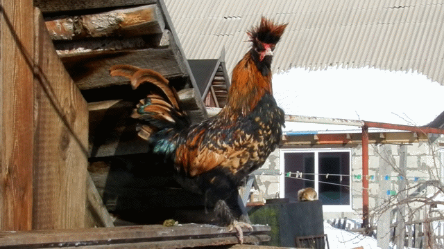 Жили - Были Кот да Петух