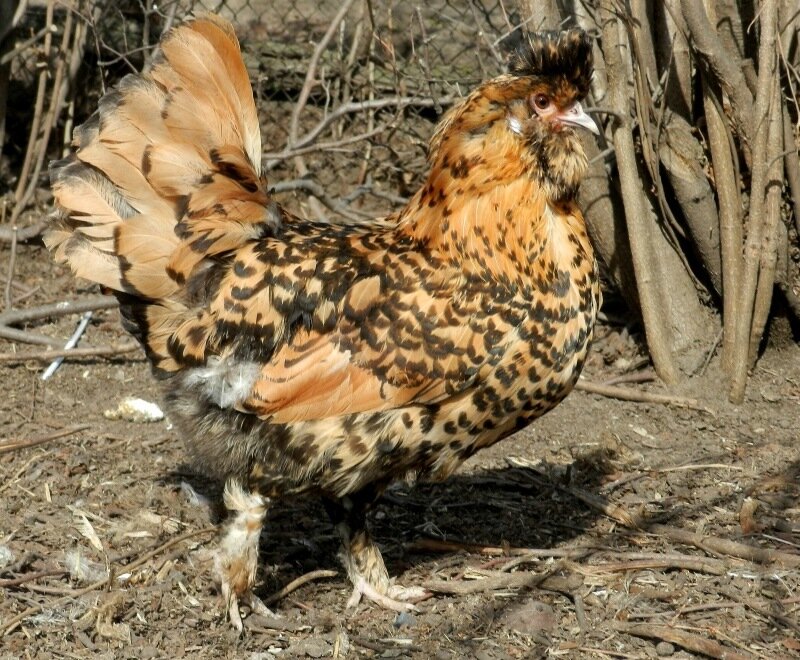 26 апреля 2013. Молодняк 2012