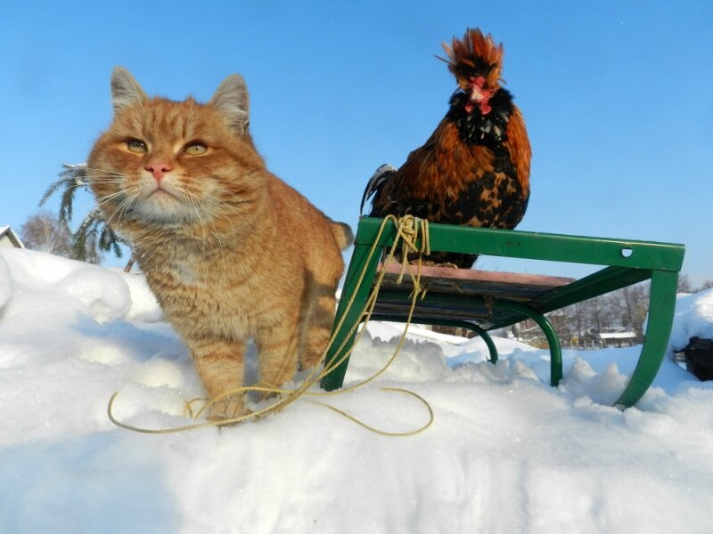 «Жили - Были Кот да Петух»