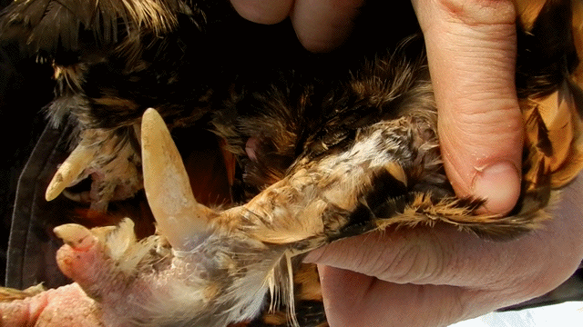 анимашки, павловская нога