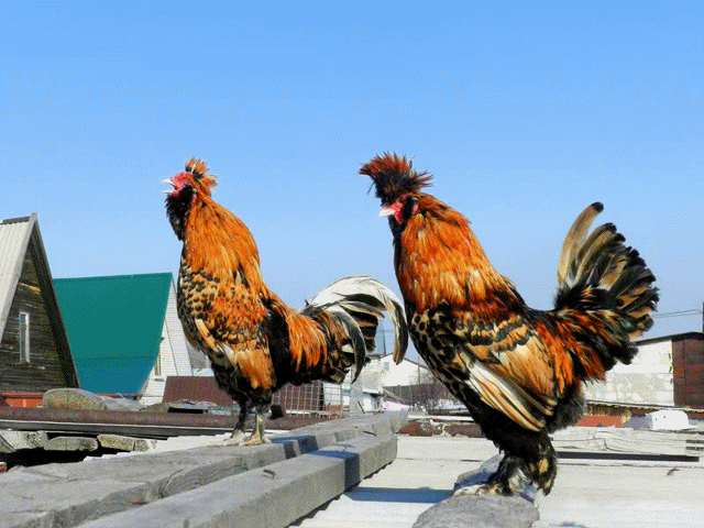 30 марта 2013, анимашка, павловские петухи