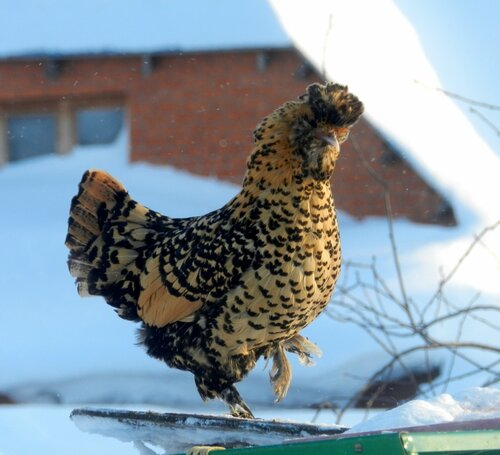 7 января  2013