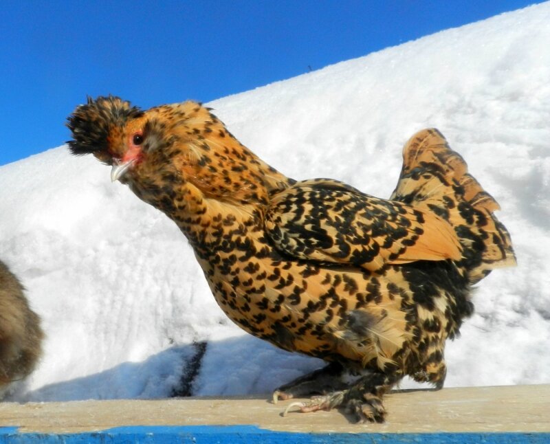 18 февраля 2013