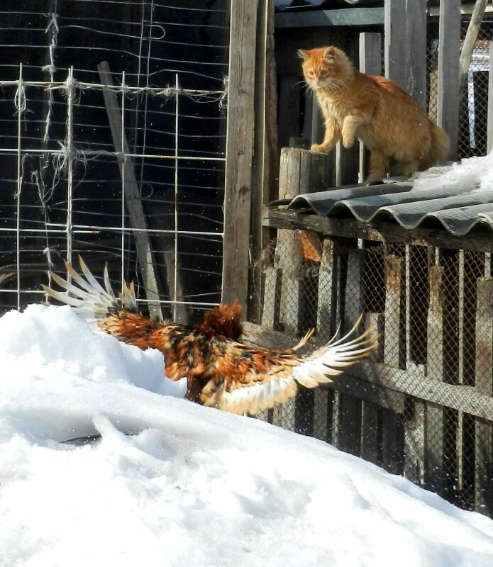 Павловский петух