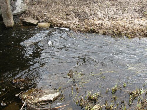 Ржача около моста