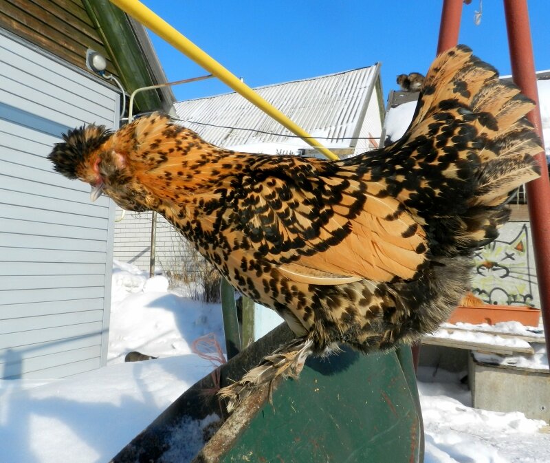 18 февраля 2013