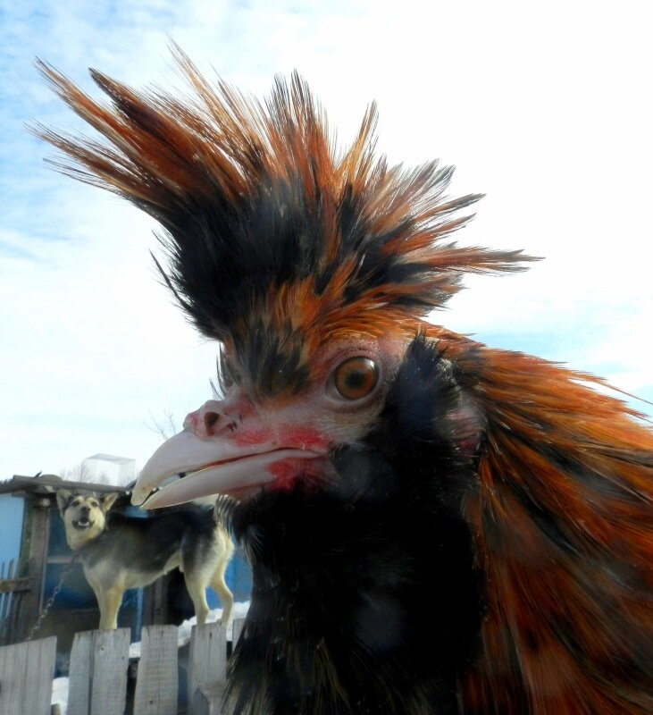 Павловский петух