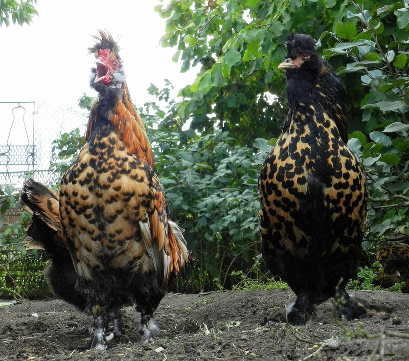 Павловская золотистая