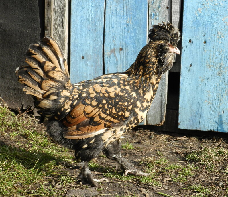 Павловские куры