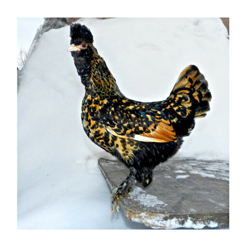 Павловкая курочка