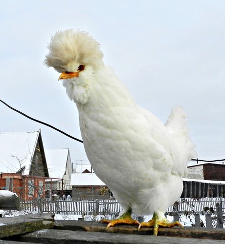 Павловская курочка