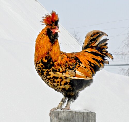 Павловский петух