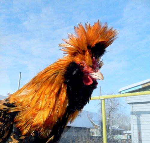 Павловский петух