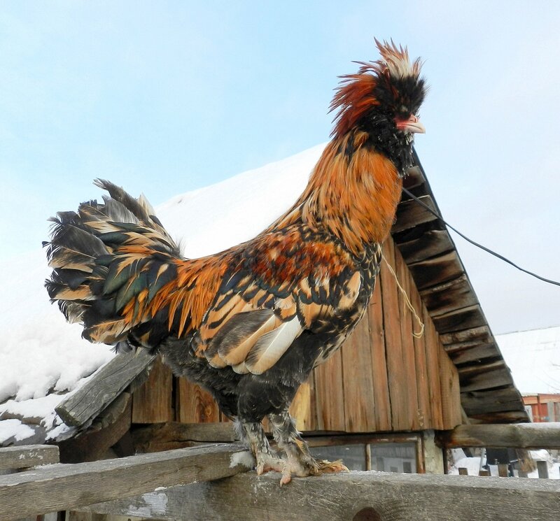 Павловский петух