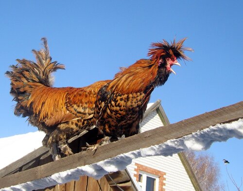 КоТшмар! Сорока!