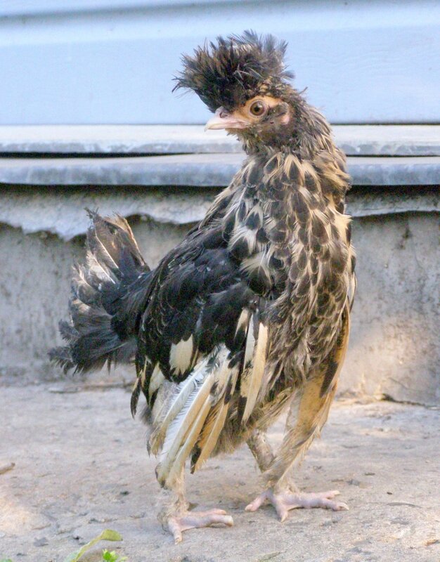 И крылья в землю....