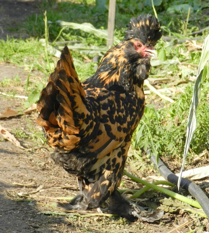 ПАВЛОВСКАЯ КУРИЦА