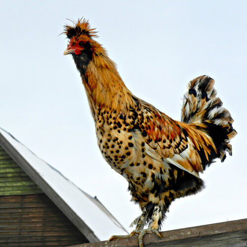 Павловский петух