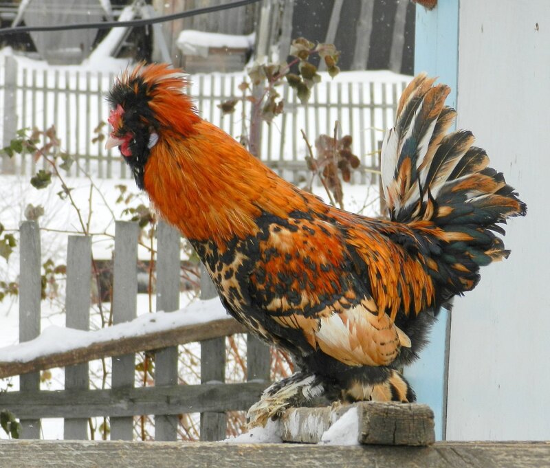 Павловский петух