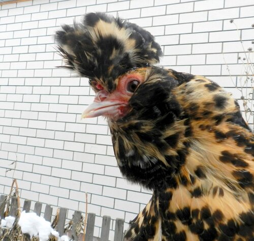 Павловские