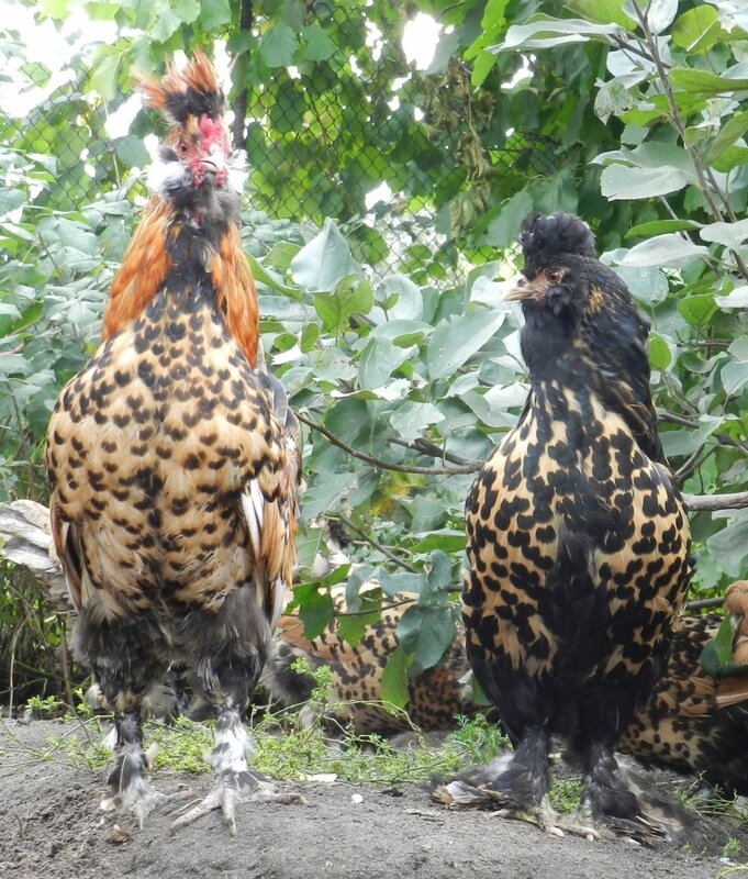 Павловская золотистая