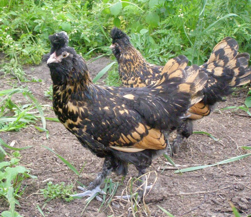 Павловская золотистая