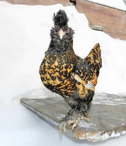 Павловская курочка