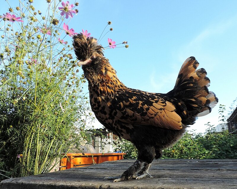 Молодняк 2014