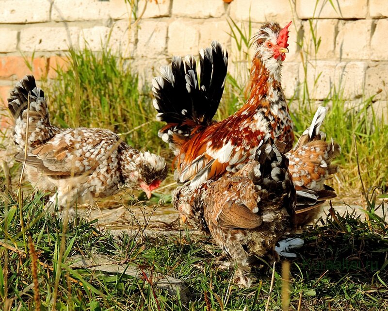 Алтайская бентамка