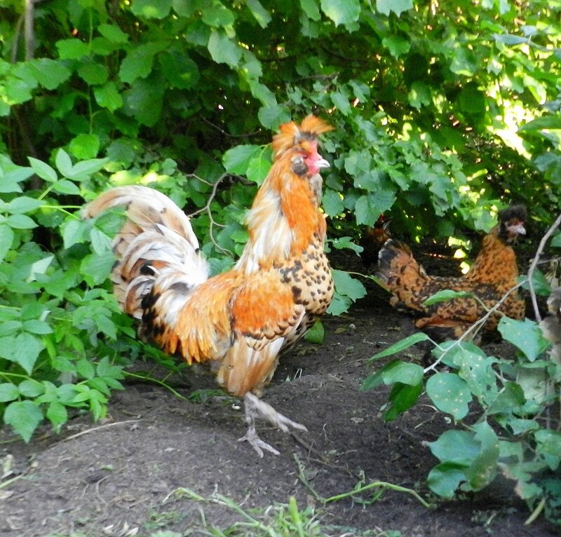 Золотой петушок