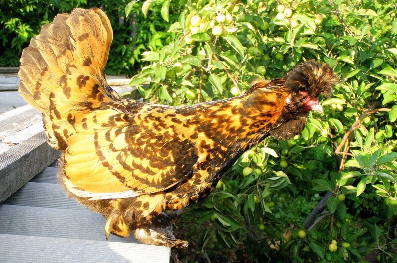 Курочка Ряба