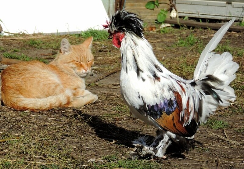 Людвиг и Петушок