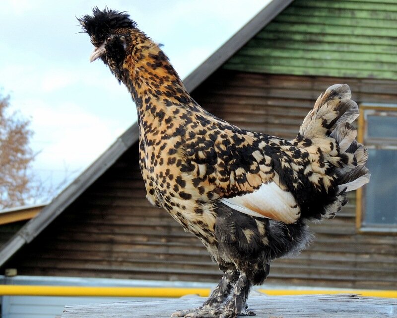 ПАВЛОВСКАЯ КУРОЧКА 2013