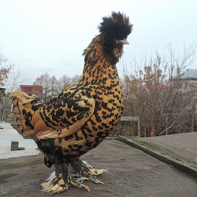 Павловская курочка 2013