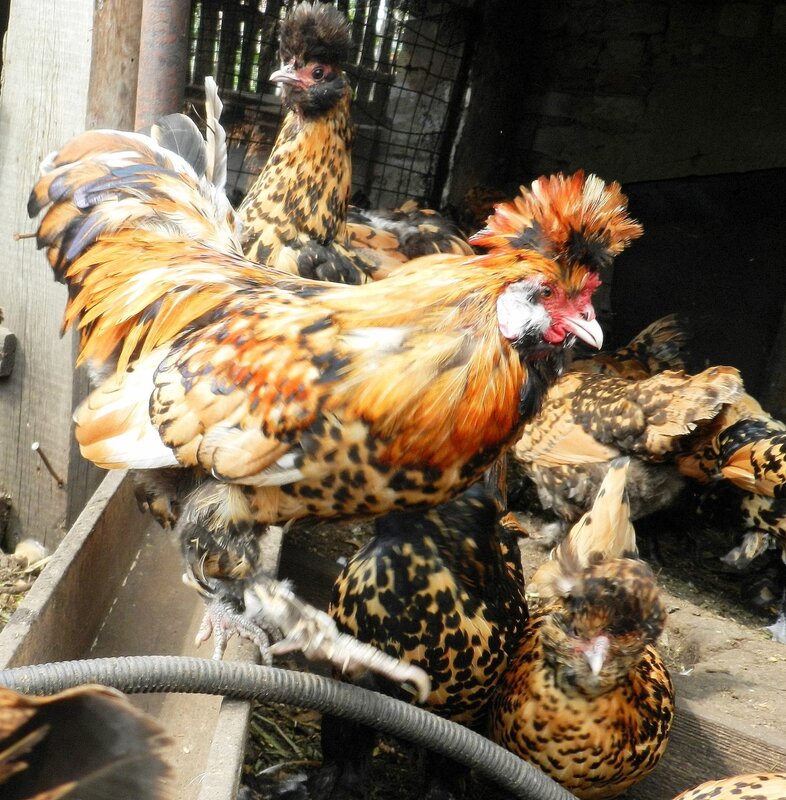 Павловская золотистая